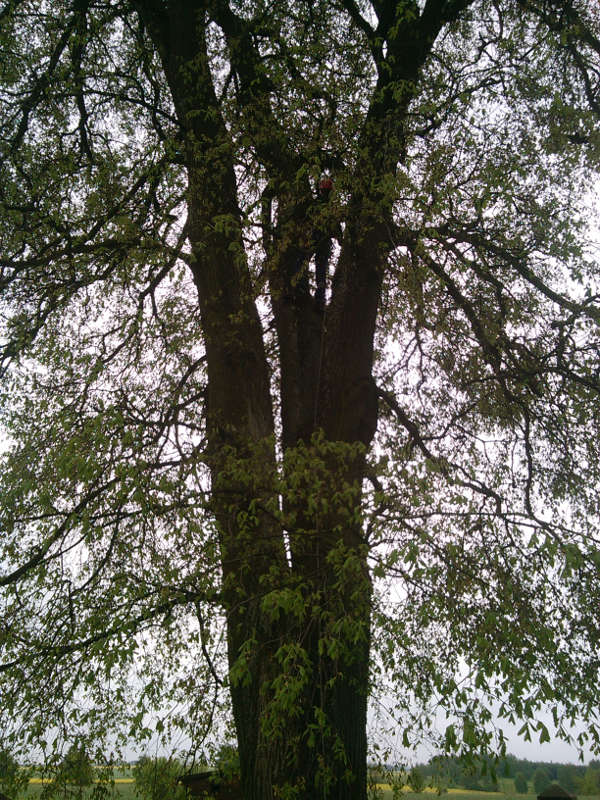 Wycinka drzewa